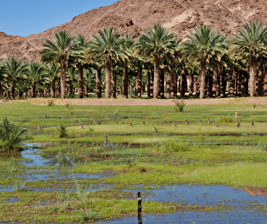 The Date Farm